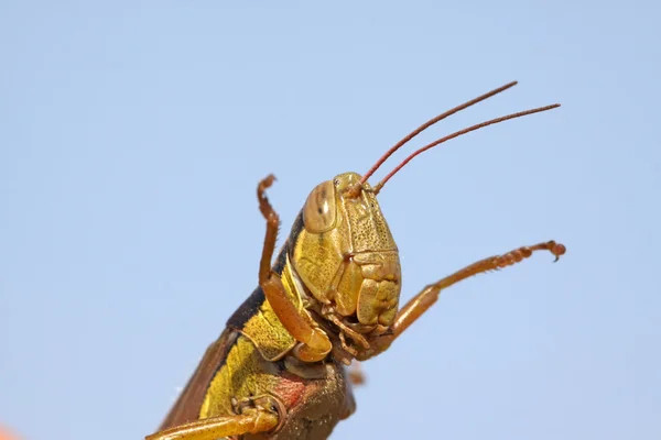 Locust — Stock fotografie