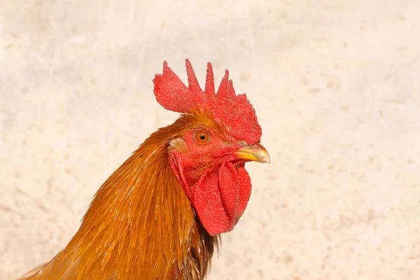 Chicken head — Stock Photo, Image