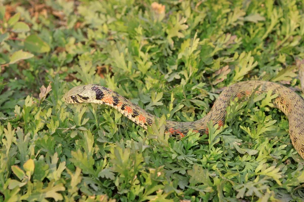 Snake — Stock Photo, Image