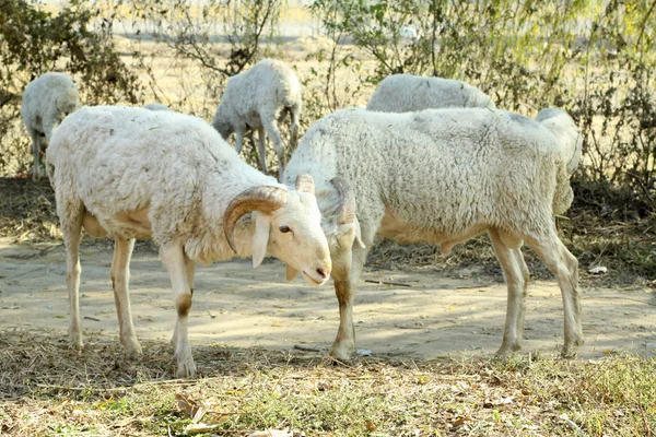 Chèvres dans les zones rurales chinoises — Photo