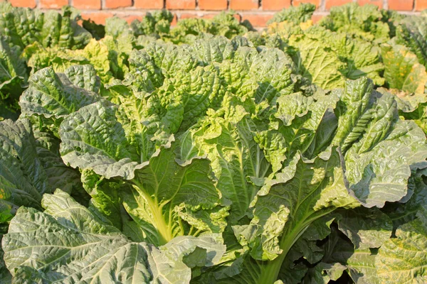 Green chinese cabbage — Stock Photo, Image