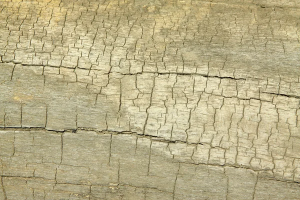 Textura de madeira — Fotografia de Stock