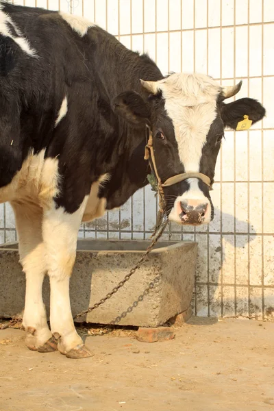 Una vaca de pie en el suelo — Foto de Stock