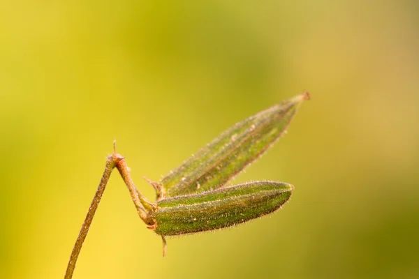 Graines de mauvaises herbes — Photo