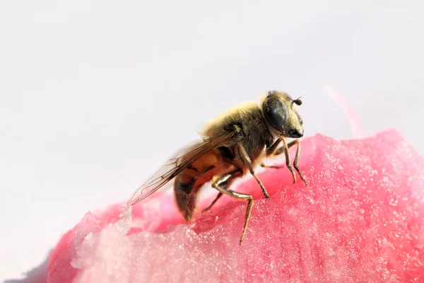 Syrphidae — Stok fotoğraf