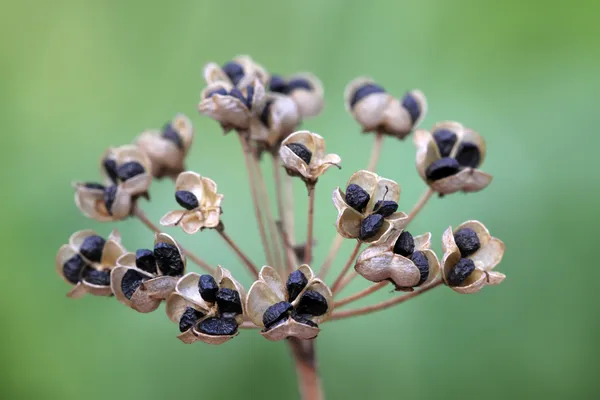 Pórek semena — Stock fotografie