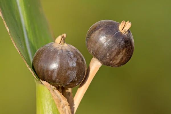 Sementes de plantas — Fotografia de Stock