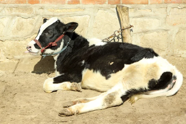 Kühe vor dem Haus des Bauern halten — Stockfoto