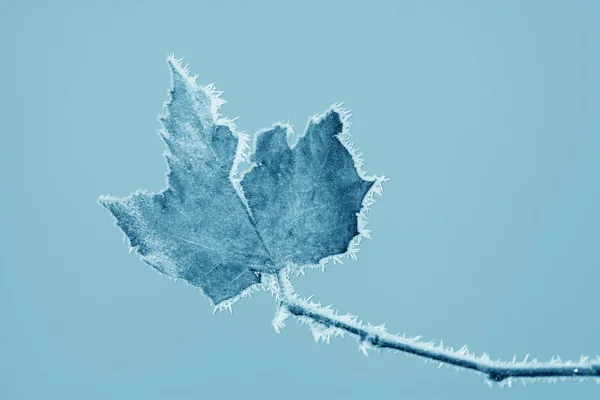 Folhas com geada no inverno — Fotografia de Stock