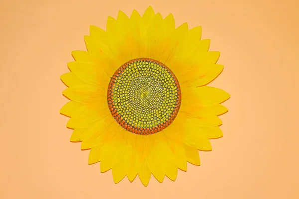 Decoratieve flower sunflower — Stockfoto