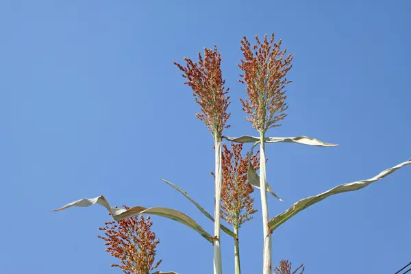 Espigão de sorgo — Fotografia de Stock