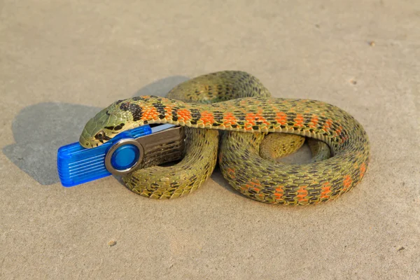 Snake — Stock Photo, Image