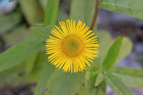 Gula blommor — Stockfoto