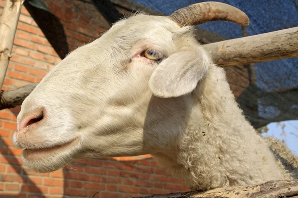 Kleine-staart-koude schapen — Stockfoto