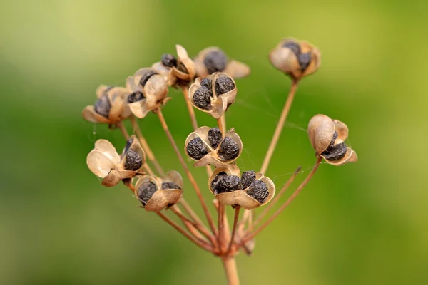 Leek seeds — Stock Photo, Image