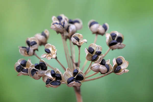 Leek seeds — Stock Photo, Image