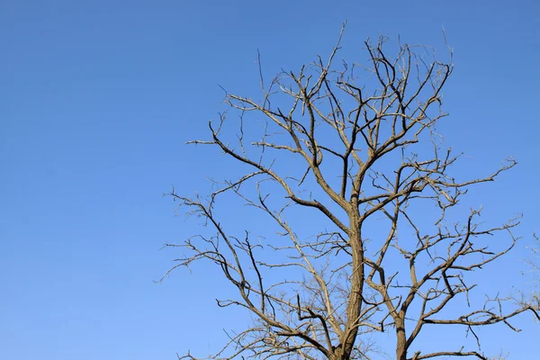Dead branches in the blue sky — Stock Photo, Image