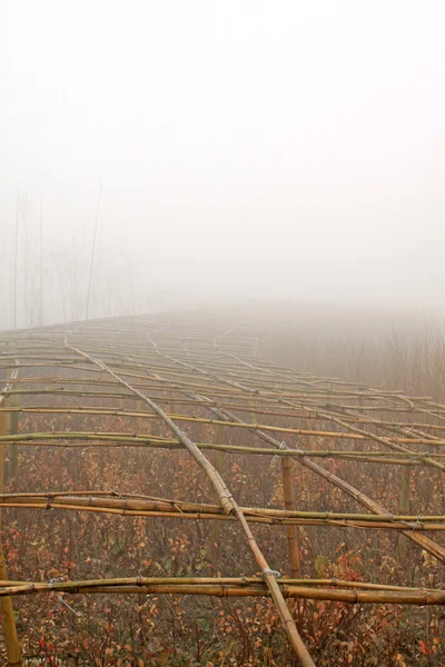 霧の中で竹の棒の棚 — ストック写真