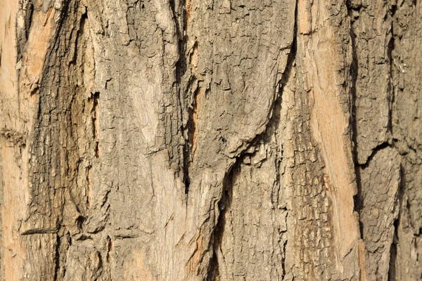 Pagoda tree bark — Stock Photo, Image