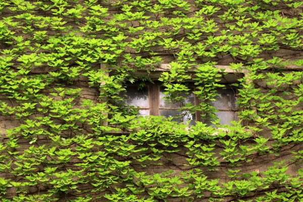 Ivy ve windows — Stok fotoğraf
