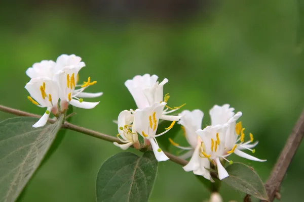 Honeysuckle in the tree, in a garden, north china — Stock Photo, Image