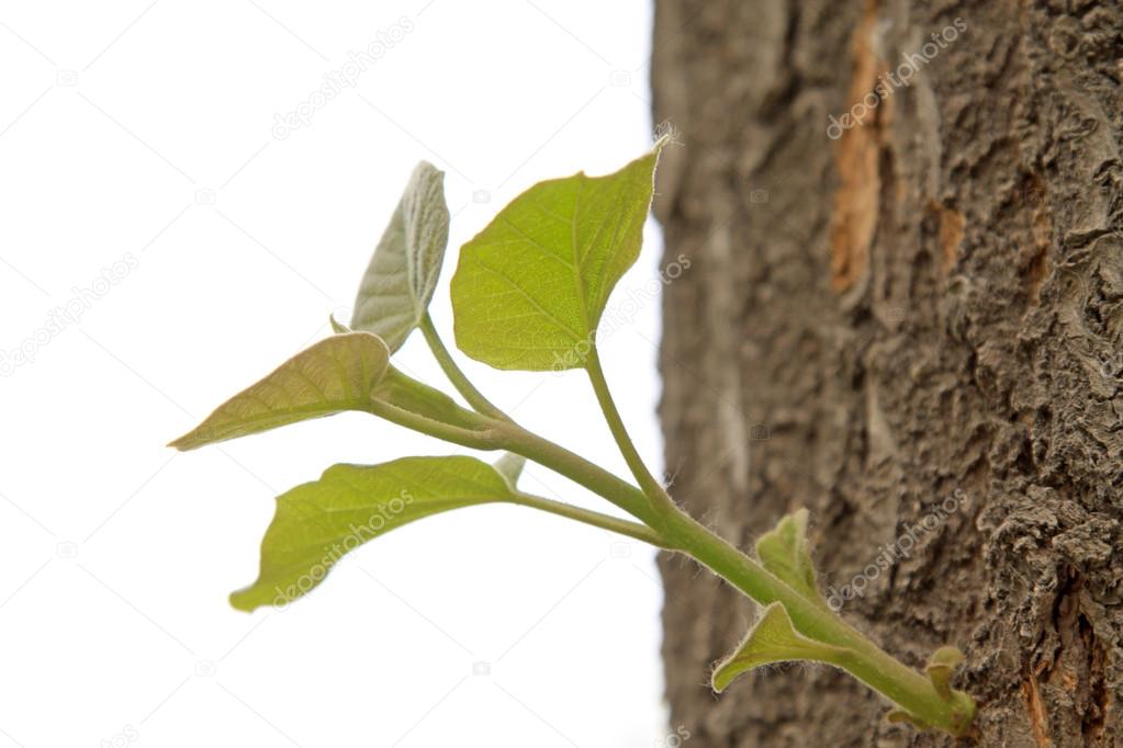 Fresh Bud On Old Tree In A Garden North China Stock Photo