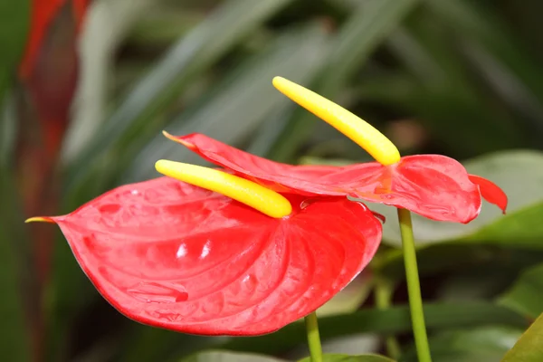 花 — ストック写真