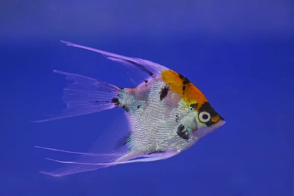 Peces tropicales —  Fotos de Stock