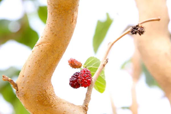 Mulberries — Stock fotografie