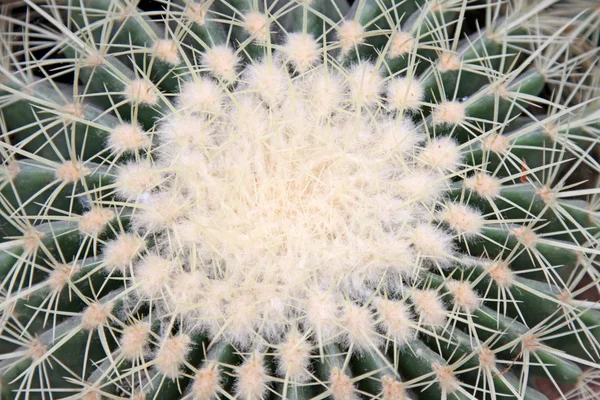 Celestial being kind plant — Stock Photo, Image