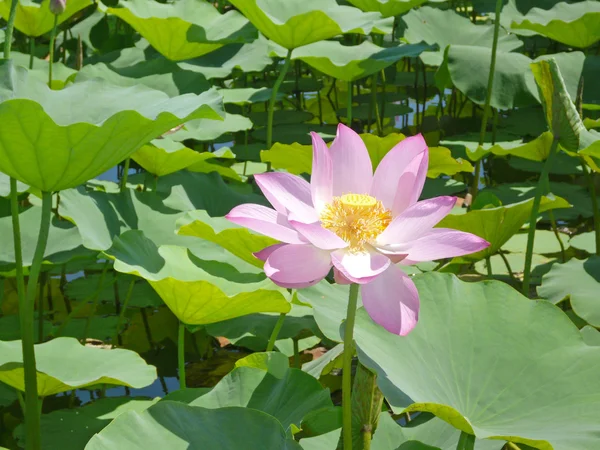 花蓮 — ストック写真