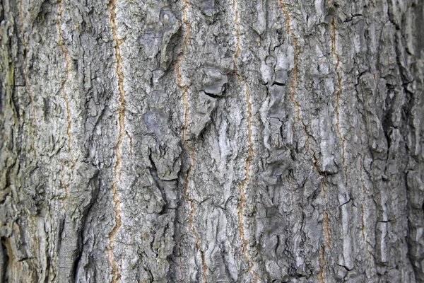 Scholartree bark — Stock Photo, Image