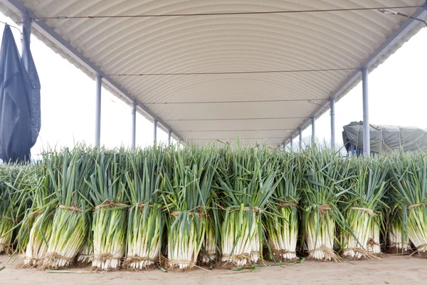 Manojos de cebolletas — Foto de Stock