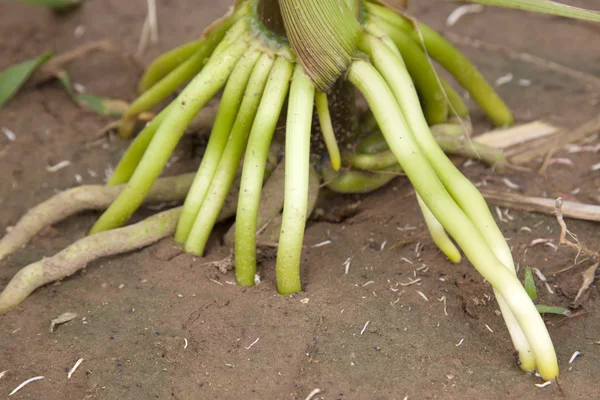 Maize root — Stock Photo, Image