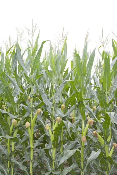 Maïs planten functies — Stockfoto