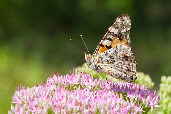 Schmetterling — Stockfoto