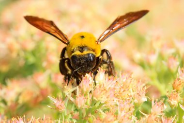 Arılar tür böcekler