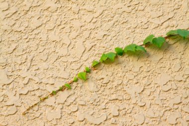 Duvardaki Ivy