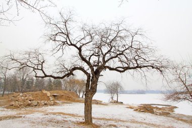 solmuş ve sarı ağaçlar kar