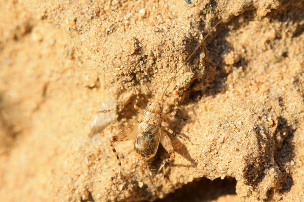 Une sorte d'insecte nommé cricket — Photo