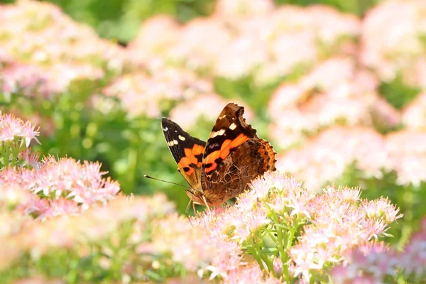 Borboleta — Fotografia de Stock