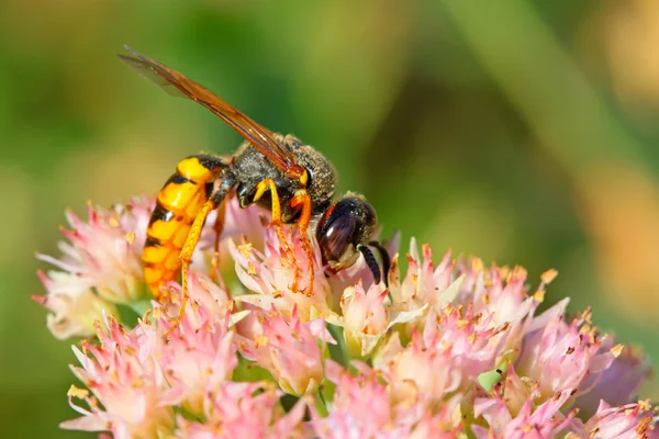 Abeilles genre d'insectes — Photo