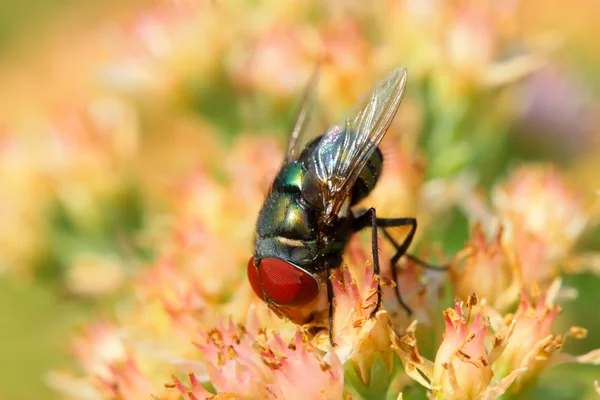 Fly on the flowers — Stock Photo, Image
