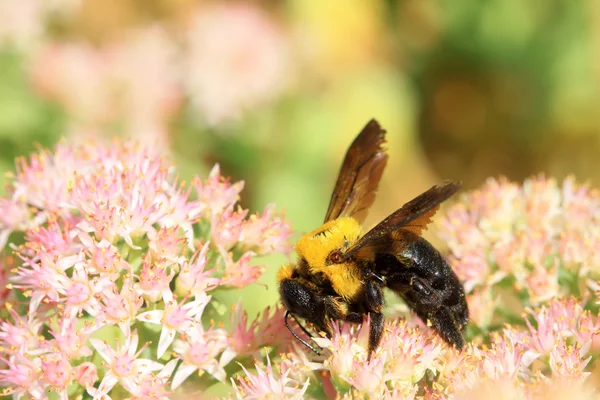 Včely druh hmyzu — Stock fotografie