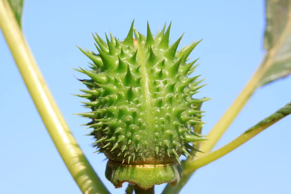 Fruit of wild medicinal plants - mantra — Stock Photo, Image