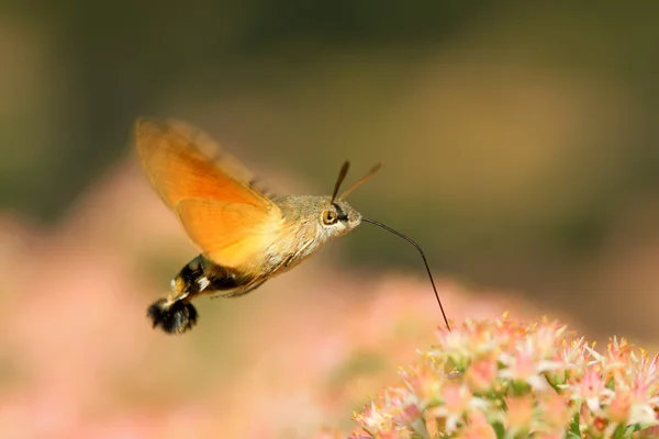 Clanis bilineata tsingtauica mell — Stock fotografie