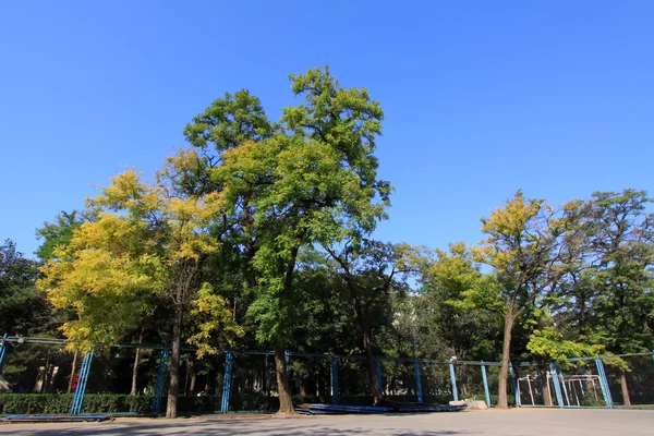 Träd under den blå himlen i ett campus — Stockfoto