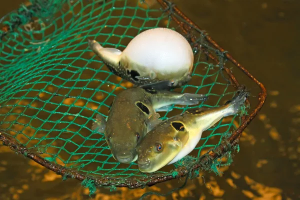 在水产养殖的理由，在中国的胃蓬松河豚鱼 — 图库照片