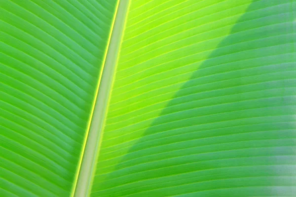 Banana leaf tekstura — Zdjęcie stockowe