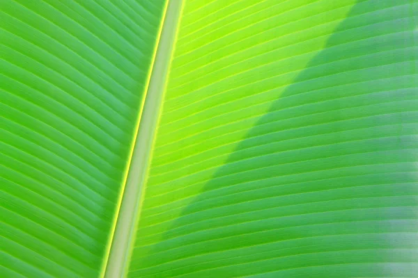 Textura da folha de banana — Fotografia de Stock